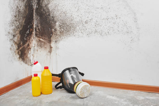 Best Emergency Mold Removal  in Dyersburg, TN