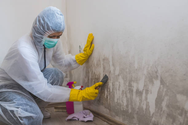 Best Commercial Mold Removal  in Dyersburg, TN