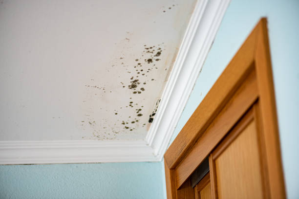 Best Mold Removal and Inspection  in Dyersburg, TN