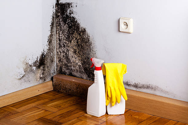 Best Commercial Mold Removal  in Dyersburg, TN