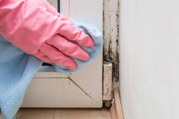 Best Residential Mold Removal  in Dyersburg, TN