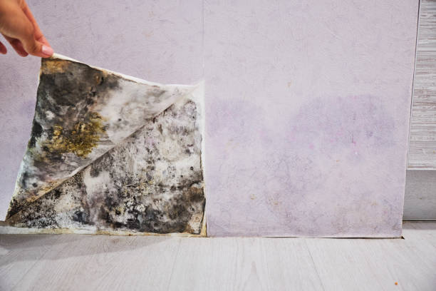 Best Mold Cleaning Services  in Dyersburg, TN